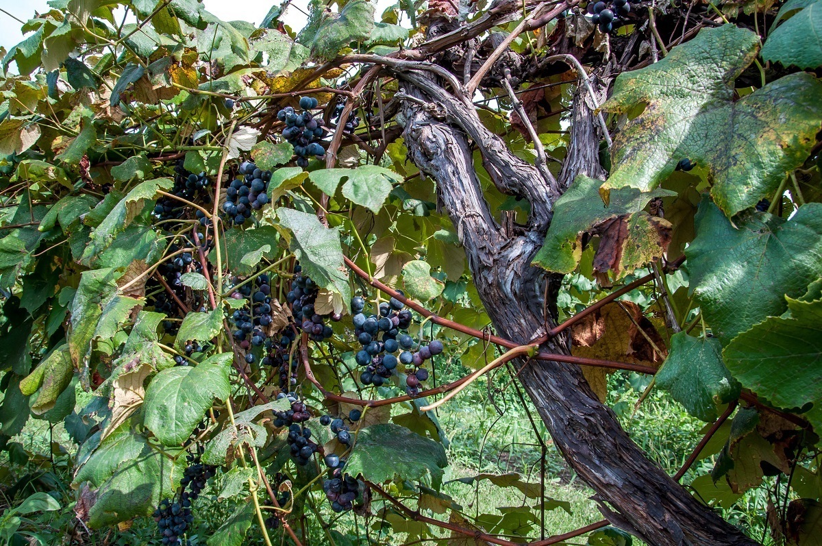 Grapes growing